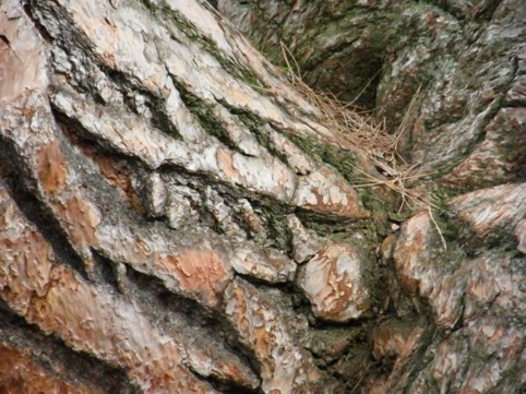 Foto Nr. F42: Nr. F42  (2009)