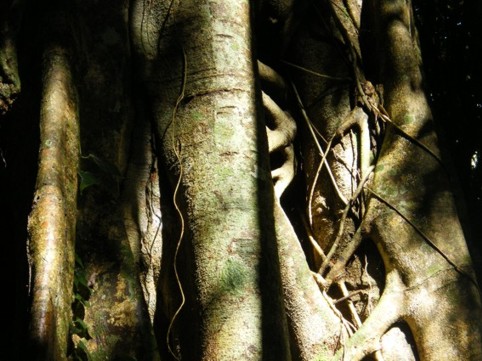 Foto Nr. F43: Nr. F43  (2008)