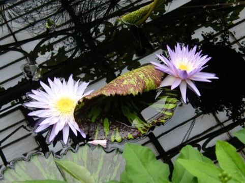 Photograph No. F45: No. F45  (2009)