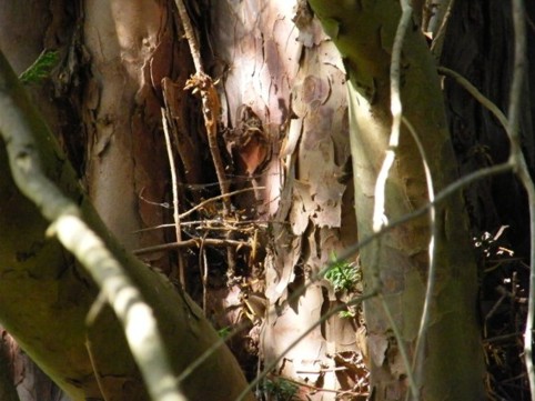 Foto Nr. F50: Nr. F50  (2009)