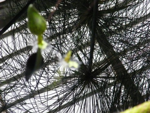 Photograph No. F51: No. F51  (2009)