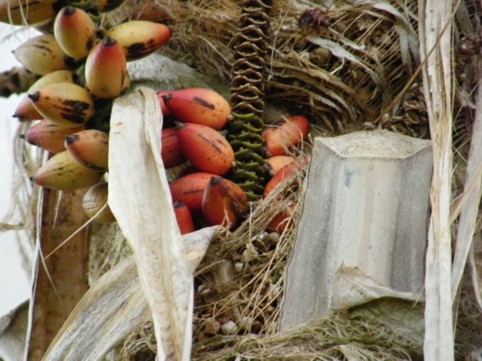 Photograph No. F53: No. F53  (2009)