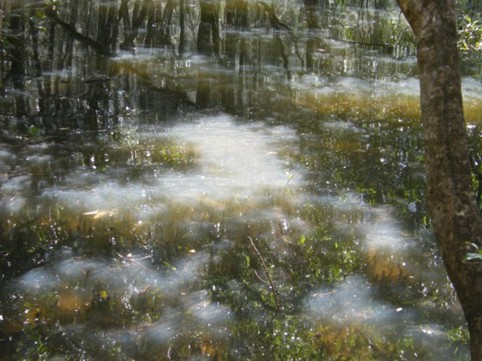 Photograph No. F65: No. F65  (2008)