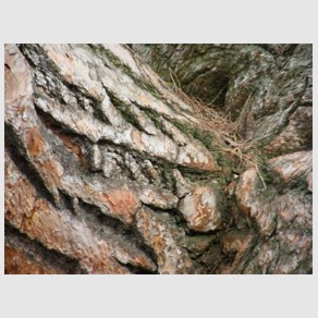 Foto Nr. F42: Nr. F42  (2009)