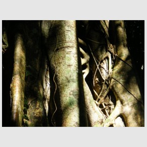 Foto Nr. F43: Nr. F43  (2008)