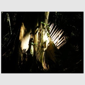 Foto Nr. F44: Nr. F44  (2008)