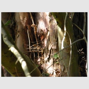 Foto Nr. F50: Nr. F50  (2009)