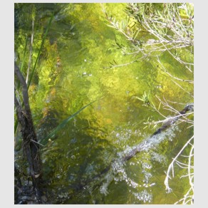 Foto Nr. F62: Nr. F62  (2008)